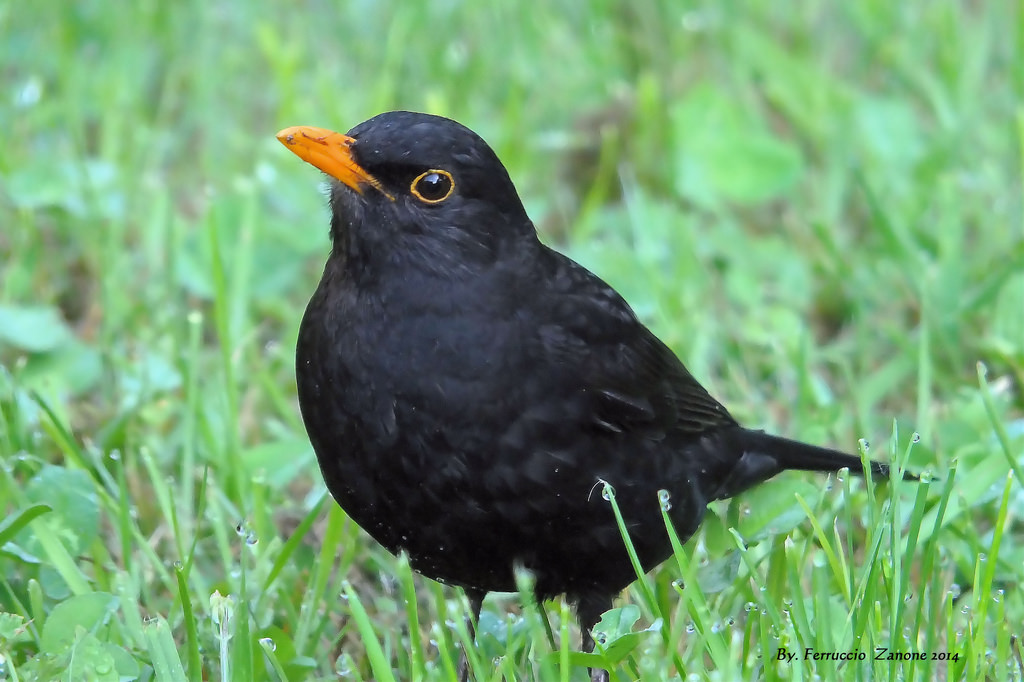 blackbird