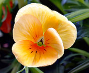 177px-pansy_aka