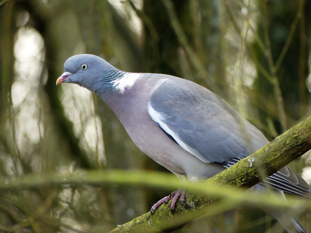Woodpigeon P1050539