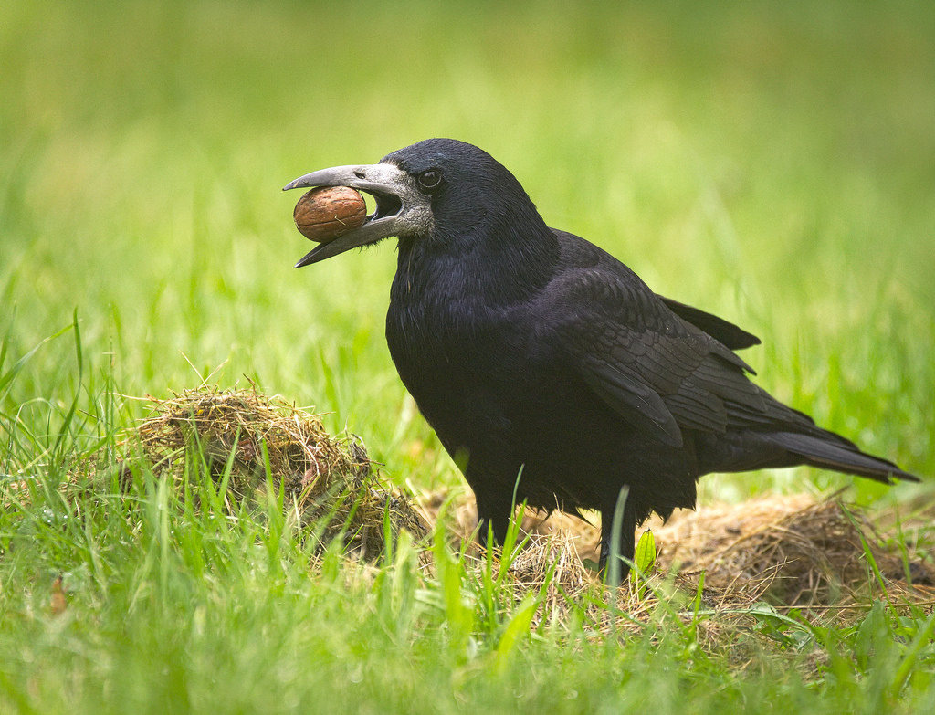 Nutty rook