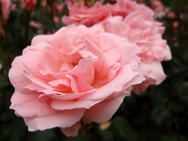 Rose Queen Elizabeth バラ クイーン エリザベス