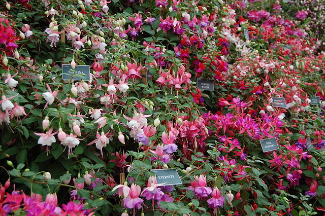 640px-Cultivated_Fucshias_at_BBC_Gardeners'_World