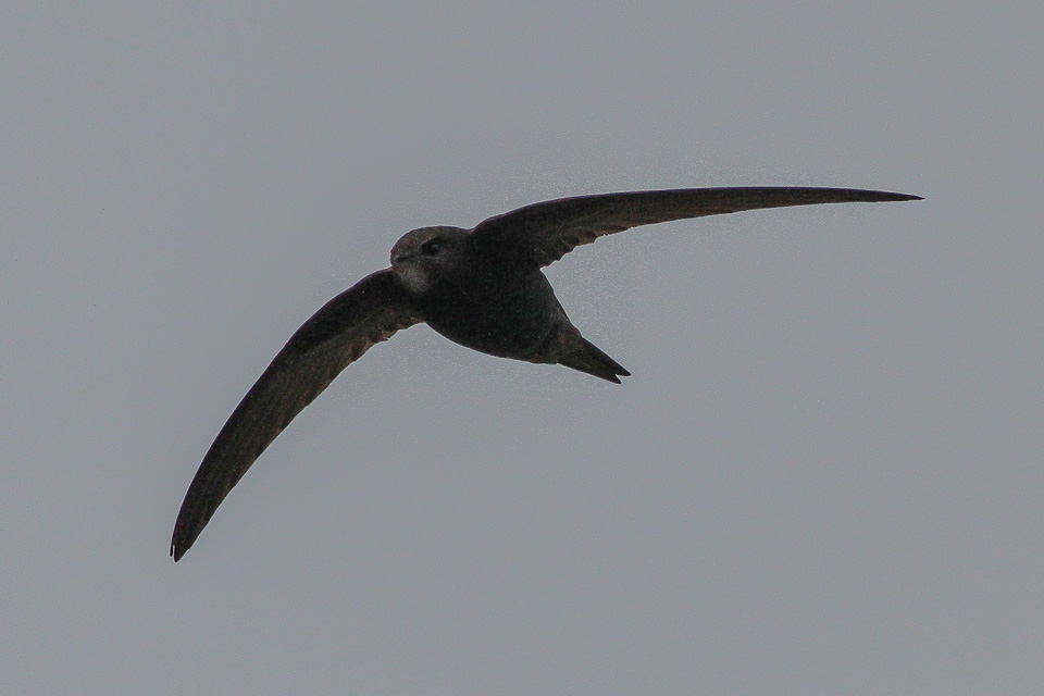 Common Swift (Apus apus)