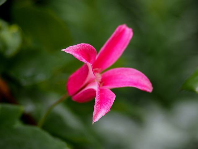 Clematis Texensis "Princess Diana" @Mon jardin