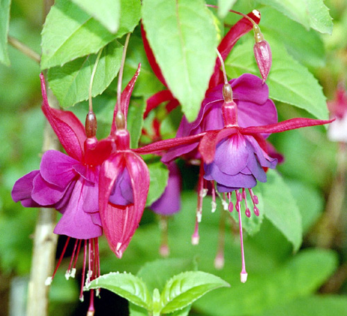 DoubleFuchsias_wb