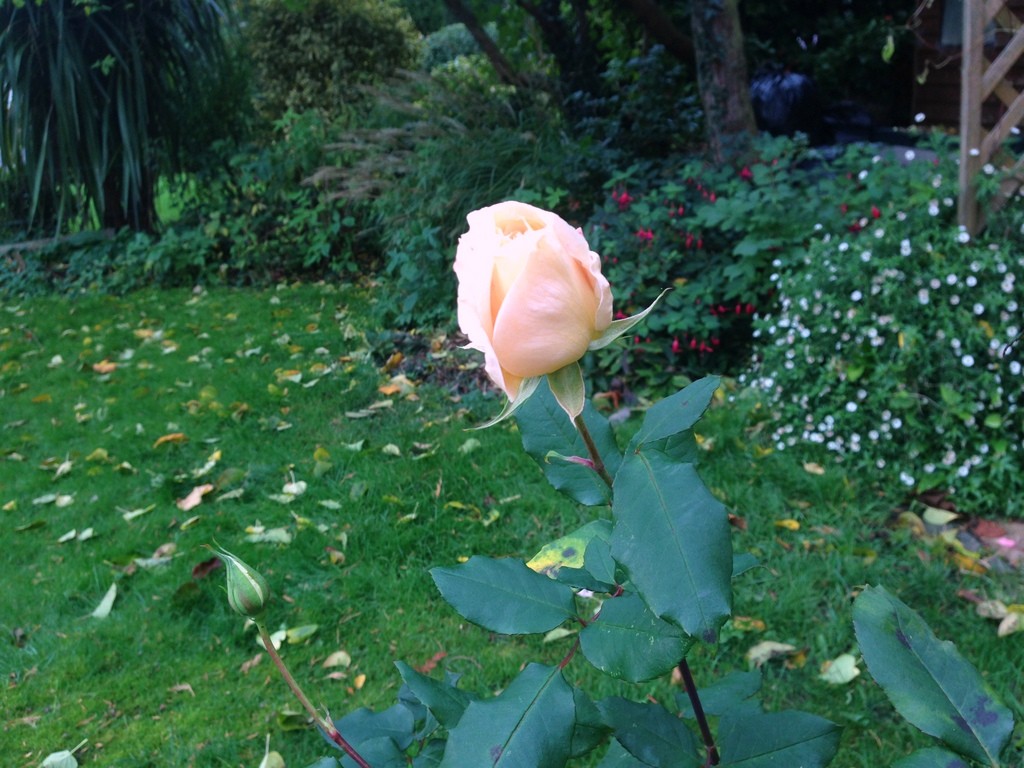 rose