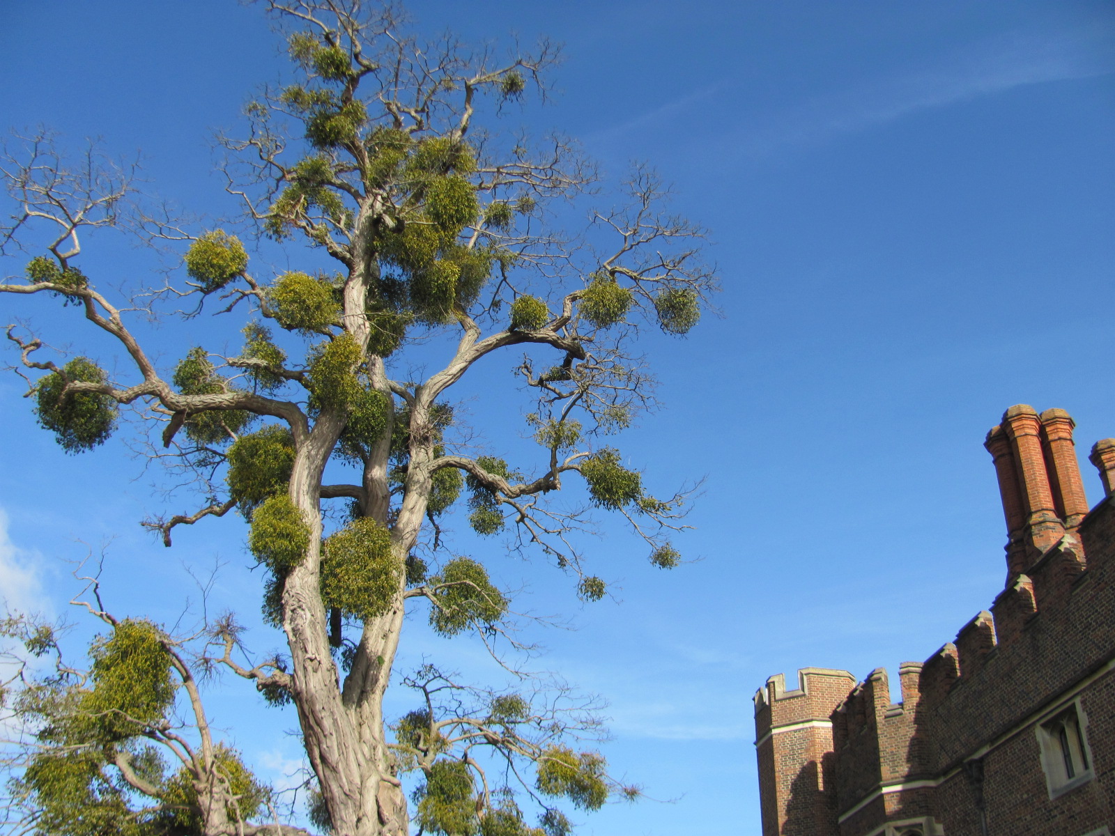 Hampton Court  (30)
