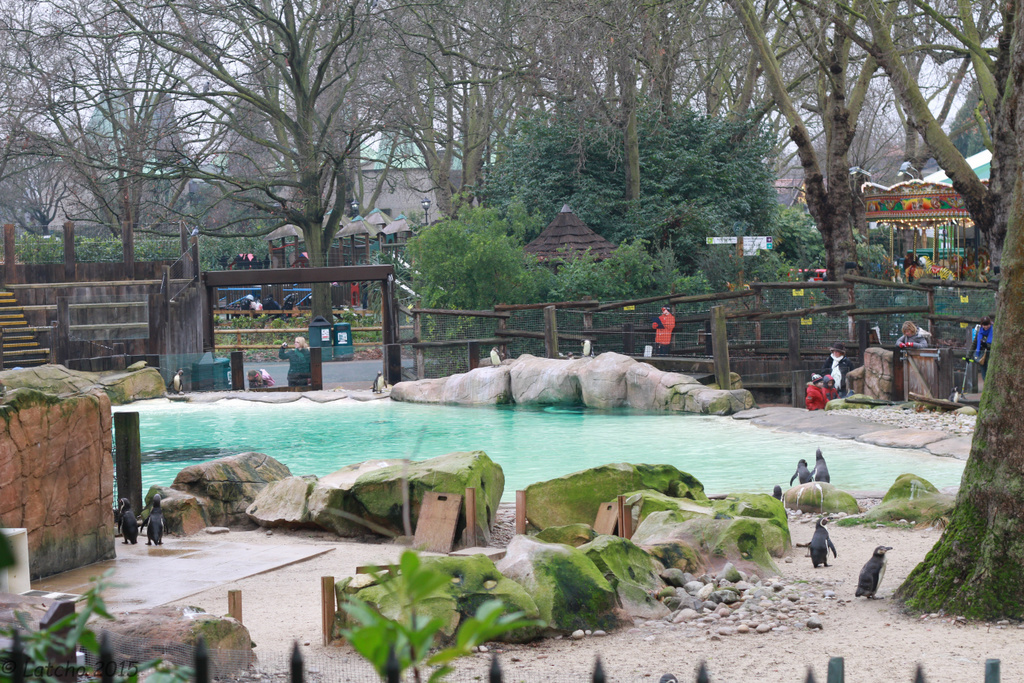 pinguins