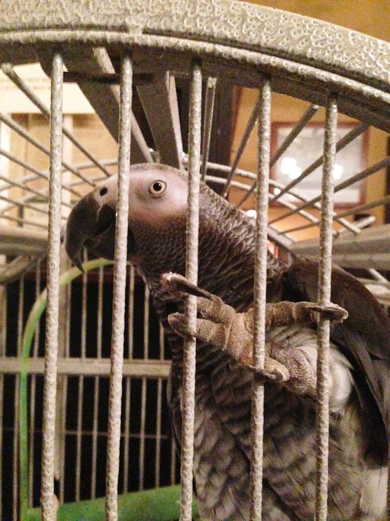 parrot