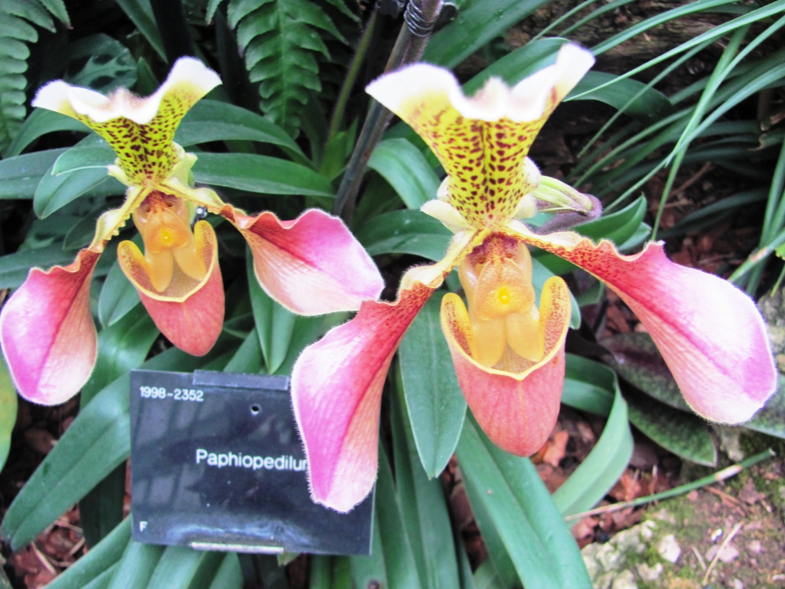 Kew Gardens