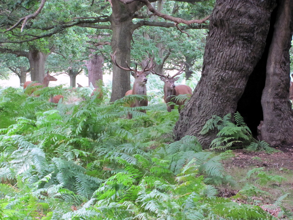 Richmond Park (37)