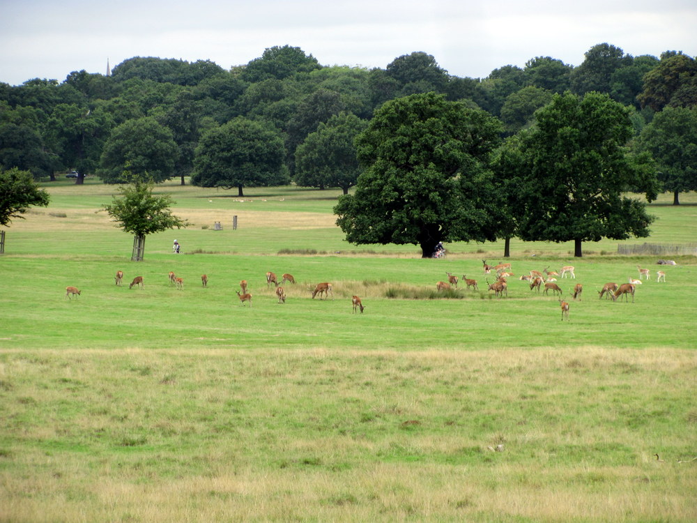 Richmond Park (40)